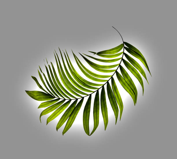 istock Green leaf of palm tree on white background 807984076