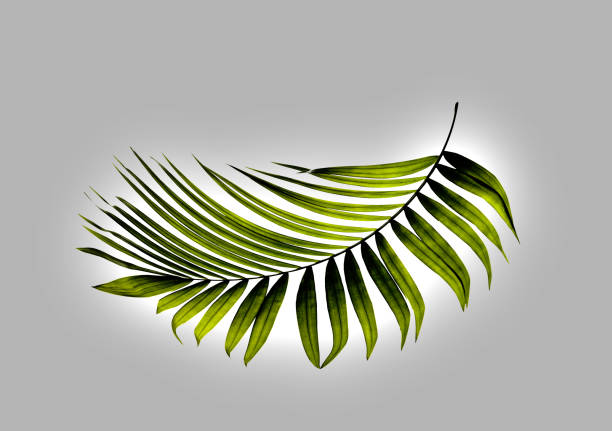 istock Green leaf of palm tree on white background 807984100
