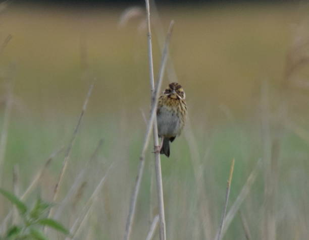 istock female reed bunting bird close up 807991940