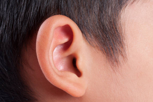 human ear closeup. - young ears imagens e fotografias de stock