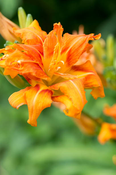 istock Hemerocallis fulva var. kwanso 807997066