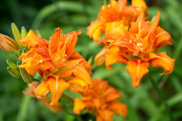istock Hemerocallis fulva var. kwanso 807997984