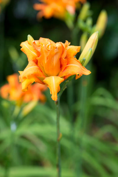 istock Hemerocallis fulva var. kwanso 807999094