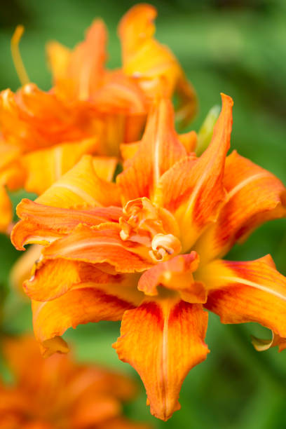 istock Hemerocallis fulva var. kwanso 808001176