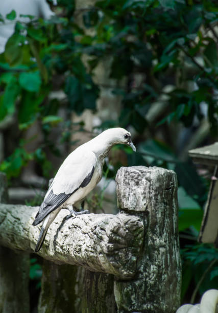 animal,wild,closeup,bird,dove
