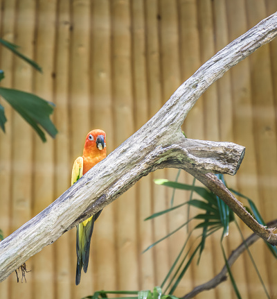 animal,wild,closeup,bird,parrot