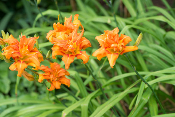 istock Hemerocallis fulva var. kwanso 808003240