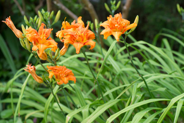 istock Hemerocallis fulva var. kwanso 808003346