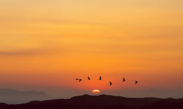 istock Birds flying at sunrise over the mountains 808006502