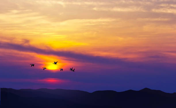 istock Birds flying at sunset over the mountains 808006518