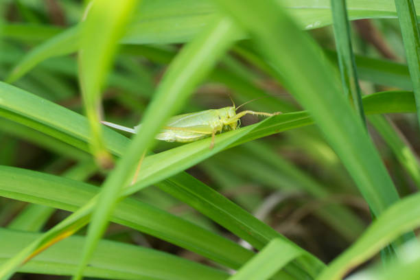 istock Tettigoniidae on the leaves 808006684
