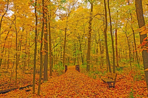 Quiet Forest Path in the Fall stock photo