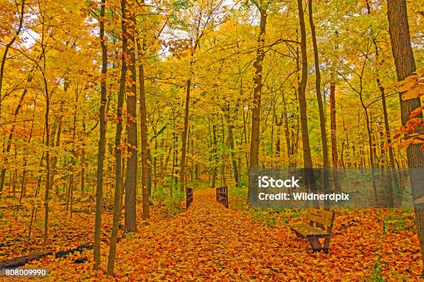 Quiet Forest Path In The Fall Stock Photo - Download Image Now - Morton Arboretum, Arts Culture and Entertainment, Autumn