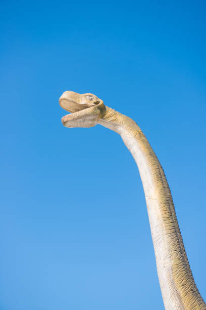 istock Brachiosaurus , realistic dinosaur robot at amusement park 808012430