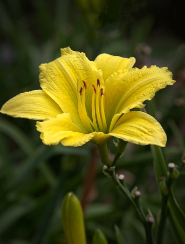 Closeup of a bright yellow day lily.