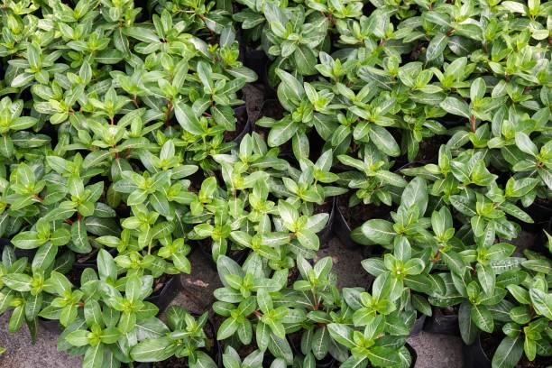 istock green vinca rosea plant 808020184
