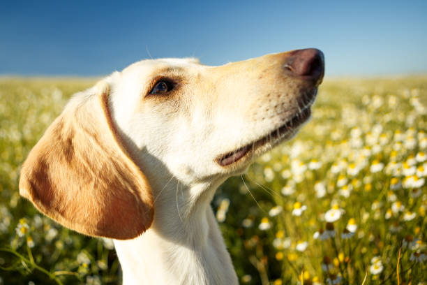 istock A white dog profile portrait 808022370