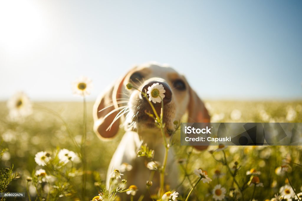 A dog smelling a flower A white dog smelling a chamomile flower with the focus on the flower. Dog Stock Photo