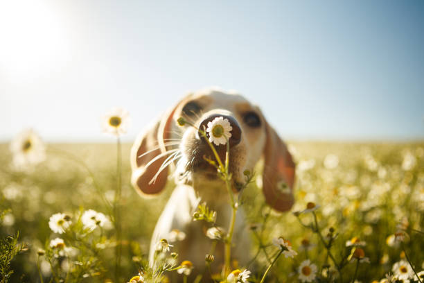 A dog smelling a flower A white dog smelling a chamomile flower with the focus on the flower. dog stock pictures, royalty-free photos & images