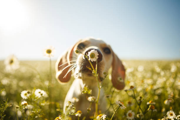 A dog smelling a flower A white dog smelling a chamomile flower with the focus on the flower. animals or pets stock pictures, royalty-free photos & images