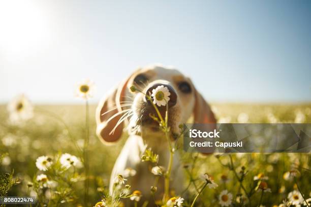 A Dog Smelling A Flower Stock Photo - Download Image Now - Dog, Springtime, Flower