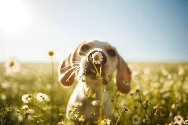 A white dog smelling a chamomile flower with the focus on the flower.