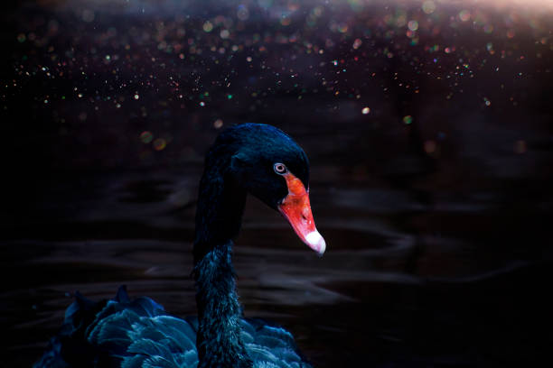künstlerische gestaltung des schwarzen schwans - black swan stock-fotos und bilder