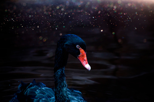 Artistic composition of Black swan