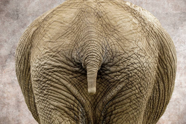 istock Artistic textured composition of detail of Elephant buttock 808045272