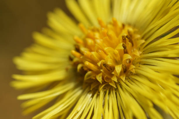 istock Macro of inula flower 808050046