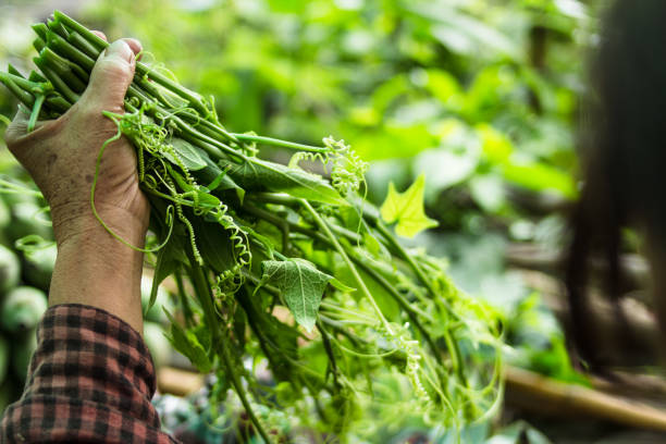 istock Fresh vegetables Farmers are wrapping vegetables To sell 808059168