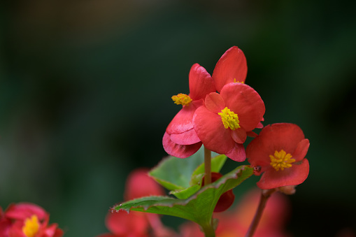 Red begonia flower with Green Leaf blooming in Spring-Summer in the garden and soft focus background