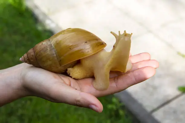 Giant snail in the garden - achatina