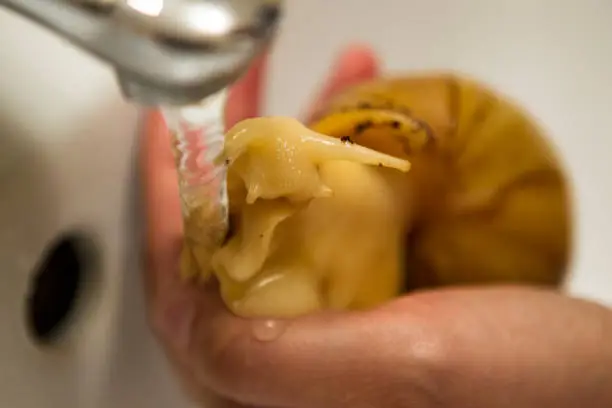 Achatina - giant snail takes a bath
