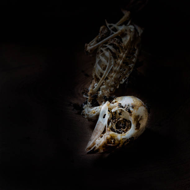istock Closeup of sparrow skull in dark 808075902
