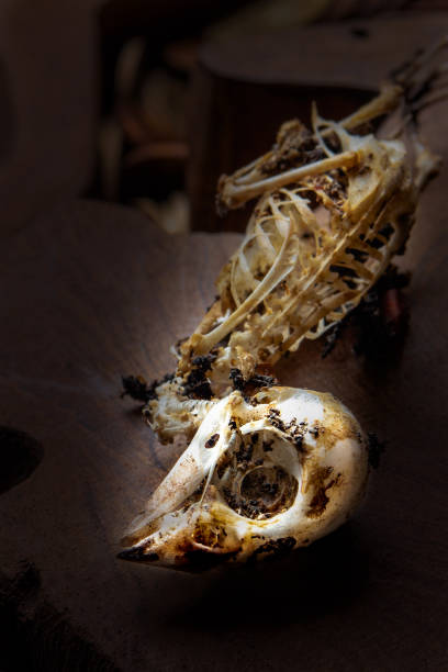 istock Closeup of sparrow skull in dark 808075904