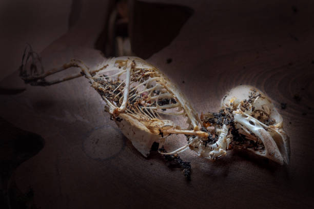 istock Closeup of sparrow skull in dark 808075910