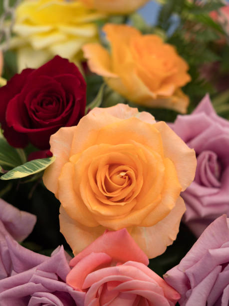 istock Roses flower arrangement 808076234