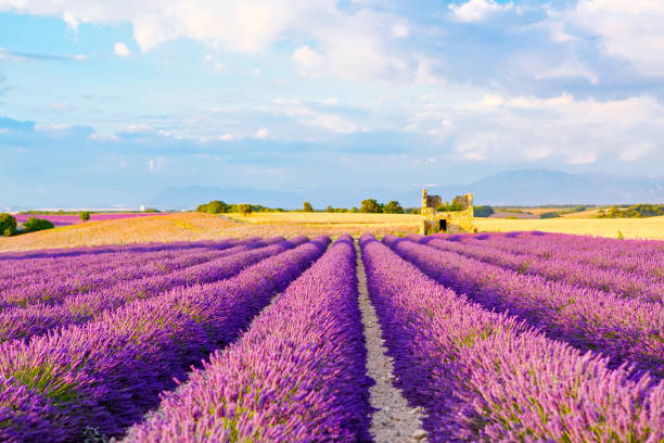 istock Lavender fields near Valensole in Provence, France. 808076308