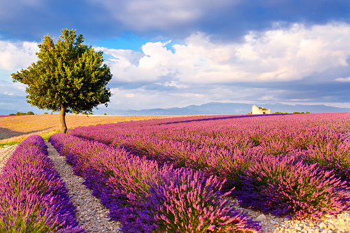 Beautiful blooming purple lavender fields near Valensole in Provence, France.