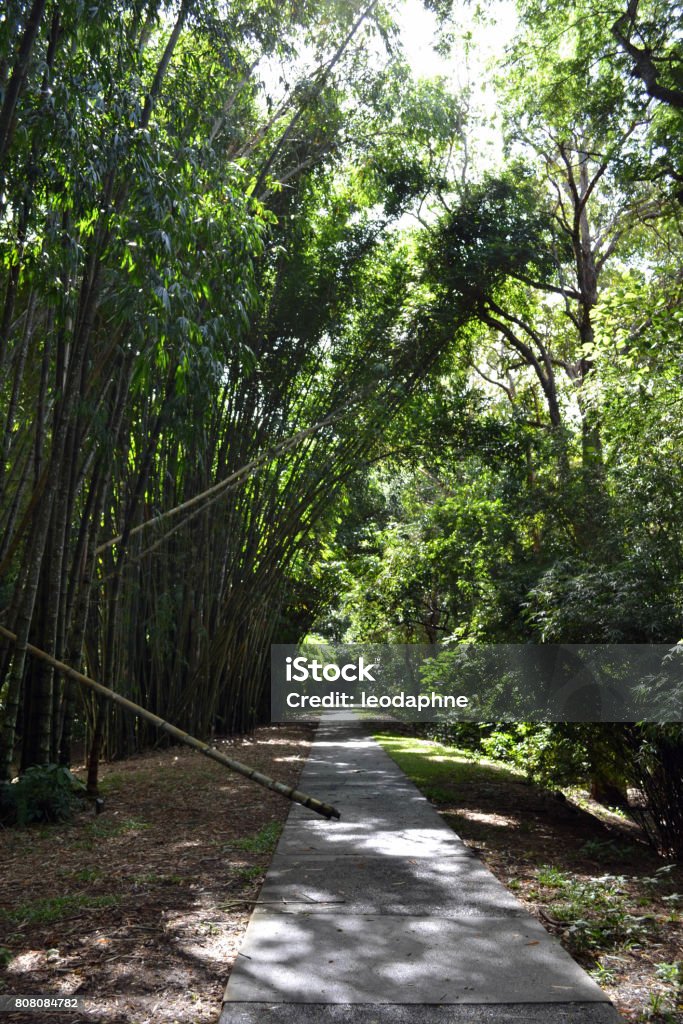 Road and Bamboo Road and Bamboo in Cairns Botanical Garden, Queensland, Australia Australia Stock Photo