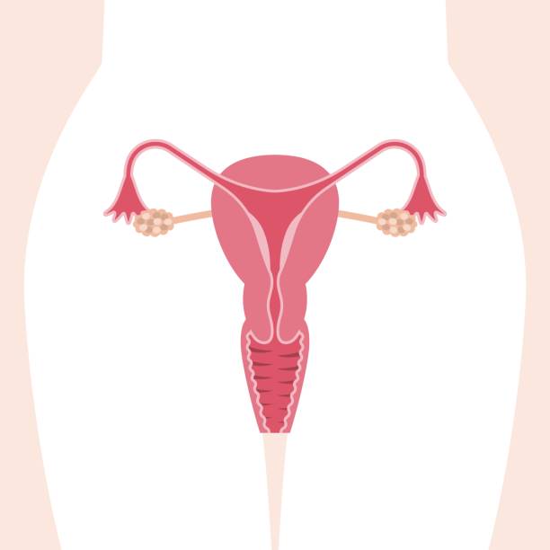 female reproductive system Vector female reproductive system, flat design women private part stock illustrations
