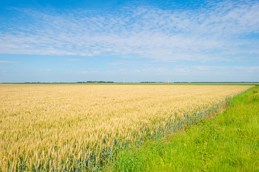 Golden wheat in a field in summer