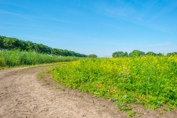 istock Yellow wild flowers in a field in summer 808087182