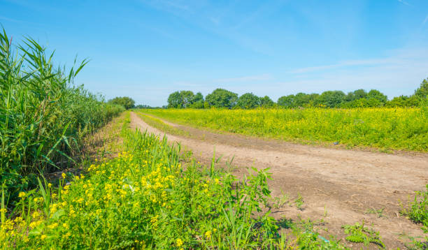 istock Yellow wild flowers in a field in summer 808087240