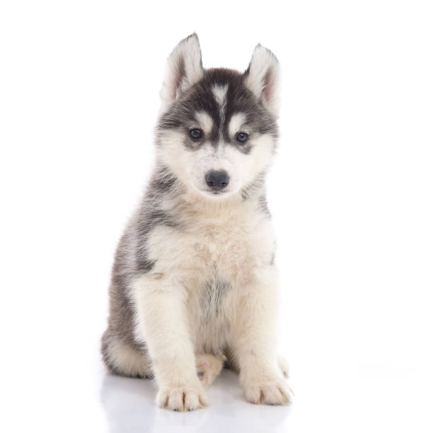 istock Cute siberian husky puppy sitting 808087360