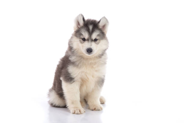 istock Cute siberian husky puppy sitting 808087382