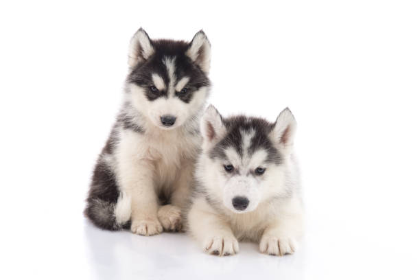 istock Two siberian husky puppies sitting on white background 808087426