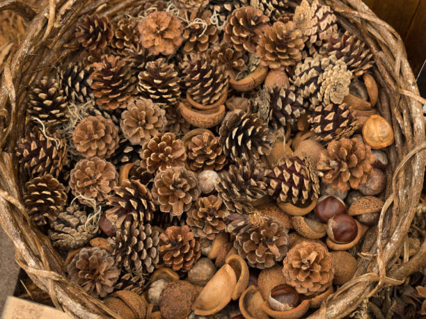 istock Matsubokuri and tochi seeds 808087766