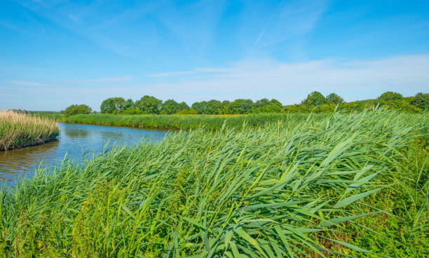 istock Canal in a rural landscape in summer 808090192